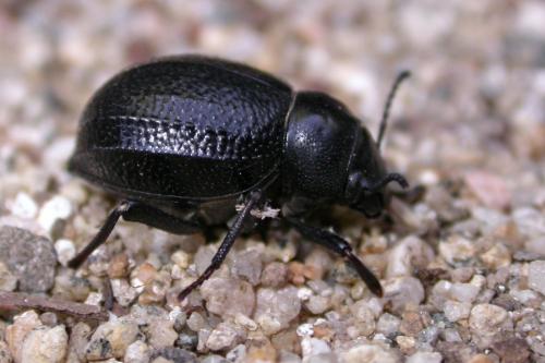 Pimelia payraudi