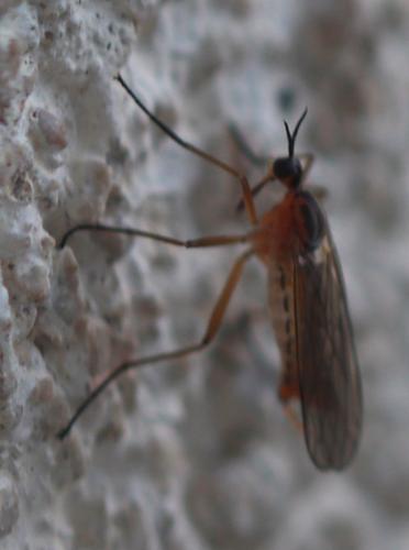 Réf. 228 356 : Empis trigramma