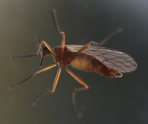 Réf. 228 357 : Empis trigramma