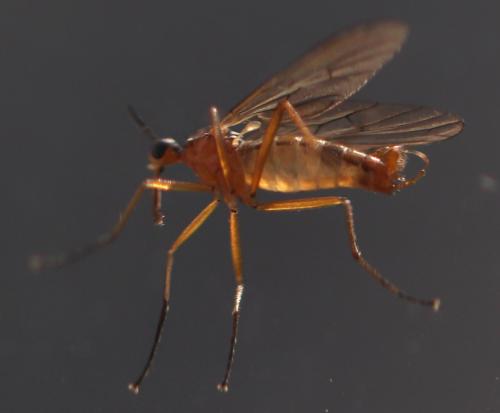 Réf. 228 358 : Empis trigramma