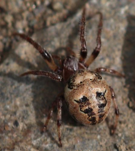 Larinioides cornutus