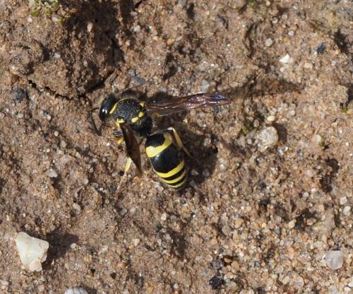 Ancistrocerus sp.