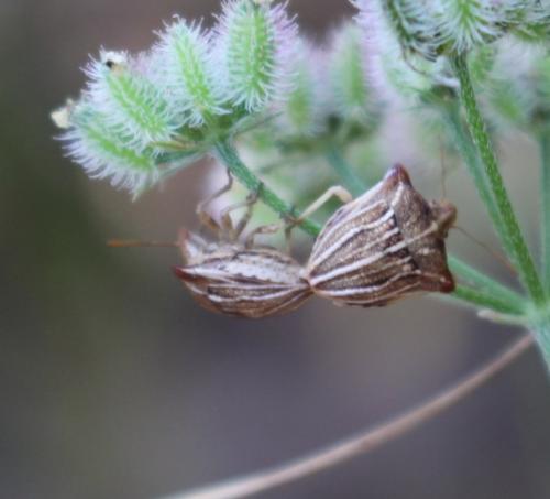 Réf. 228 543 : Ancyrosoma leucogrammes