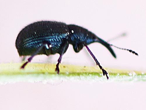 Neocoenorrhinus germanicus