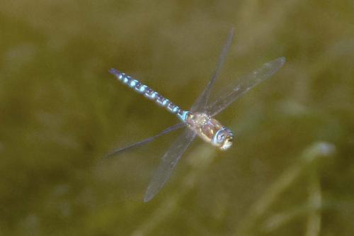 Aeshna mixta
