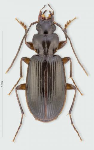 Badister dilatatus