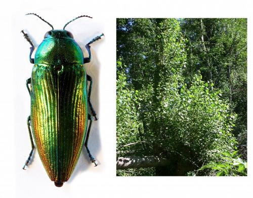 Réf. 228 269 : Eurythyrea micans