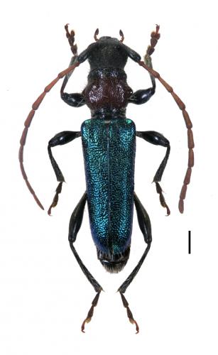 Certallum ebulinum