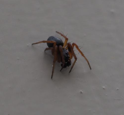 Réf. 228 588 : Hypsosinga pygmaea