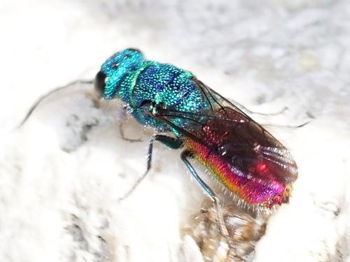 Chrysis (ignita)
