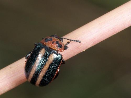 Réf. 228 548 : Eutornus sp.