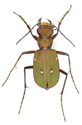 Réf. 228 026 : Cicindela campestris