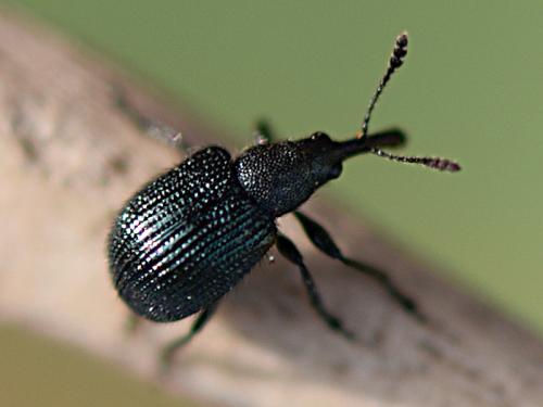 Neocoenorrhinus germanicus
