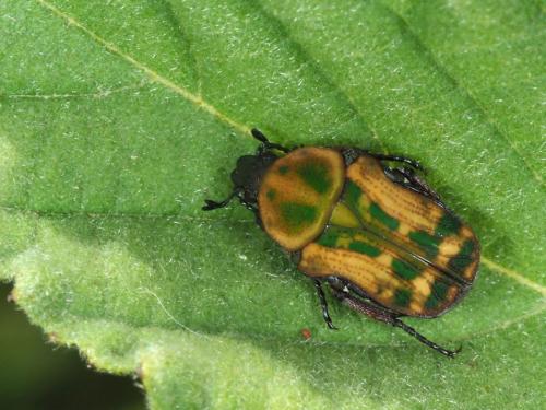 Réf. 228 323 : Cosmiophaena minor