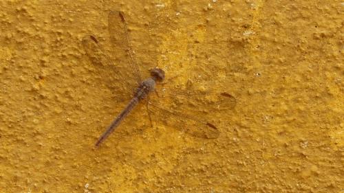 Crocothemis divisa