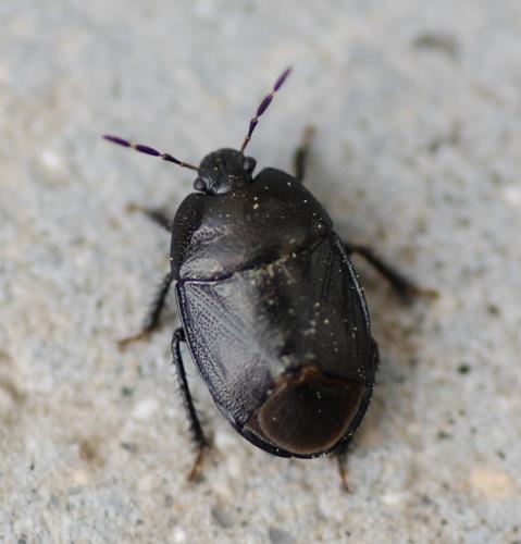 Sehirus luctuosus