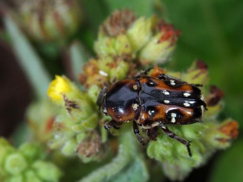 Cymophorus spiniventris