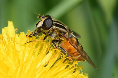 Helophilus pendulus