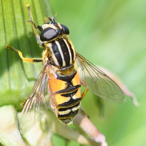 Helophilus pendulus