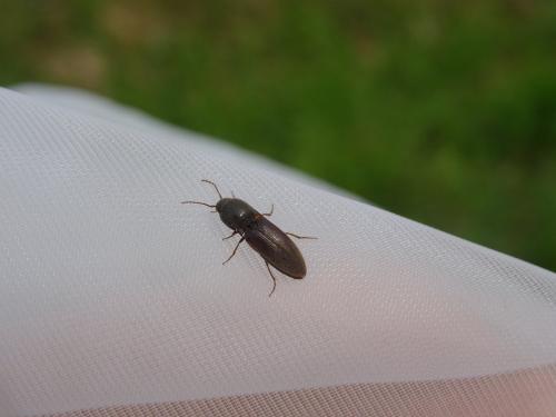 Agriotes sp.