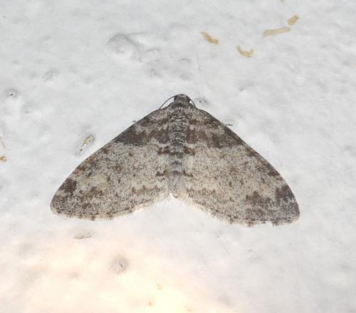 Réf. 228 352 : Lobophora halterata
