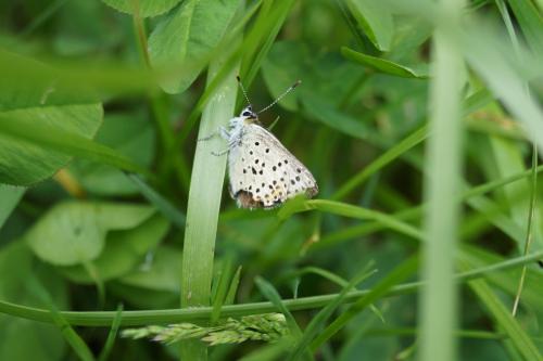 Lycaena tityrus