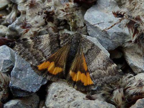 Boudinotiana notha
