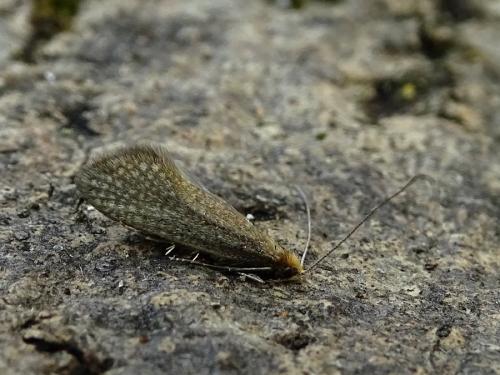 Réf. 228 460 : Nematopogon adansoniella