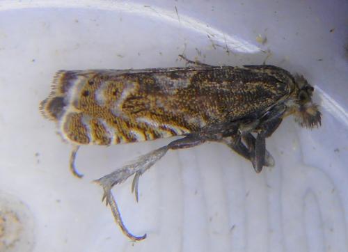 Dichrorampha plumbagana