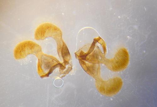 Dichrorampha plumbagana