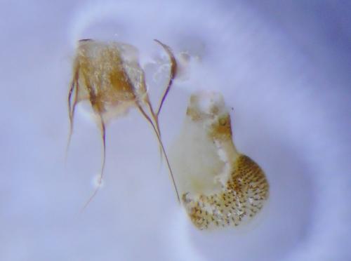 Réf. 228 846 : Eupithecia virgaureata