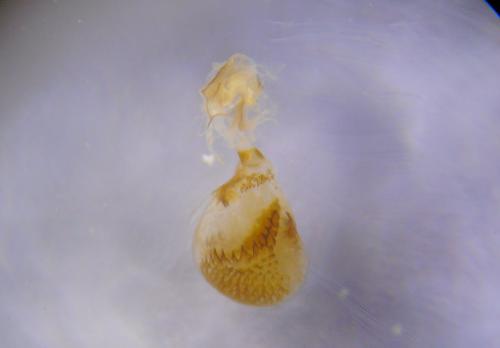 Réf. 228 844 : Eupithecia intricata