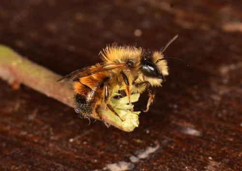 Réf. 228 181 : Osmia bicornis