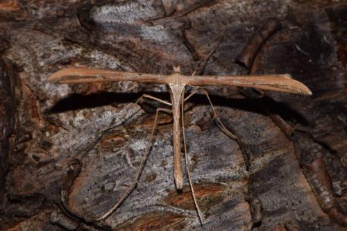 Emmelina monodactyla