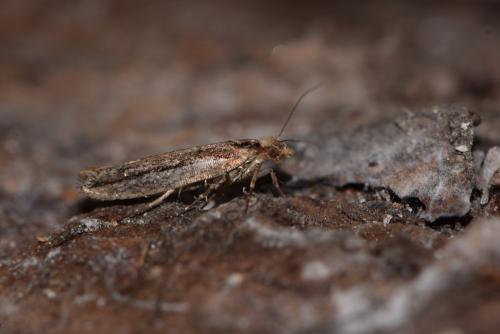 Ypsolopha ustella