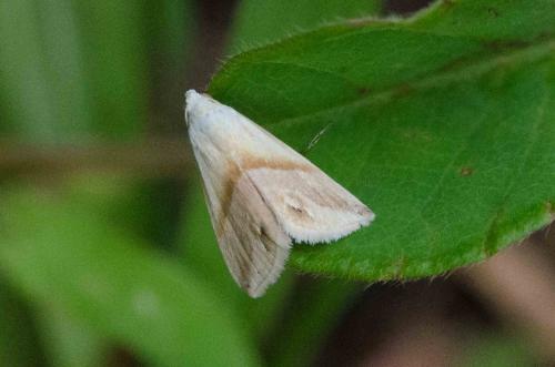 Eublemma cochylioides