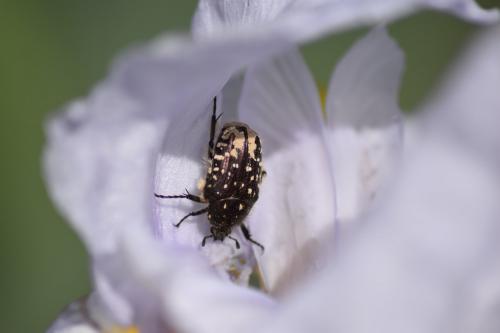 Oxythyrea funesta