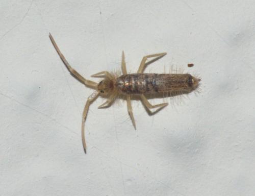Réf. 228 874 : Seira domestica