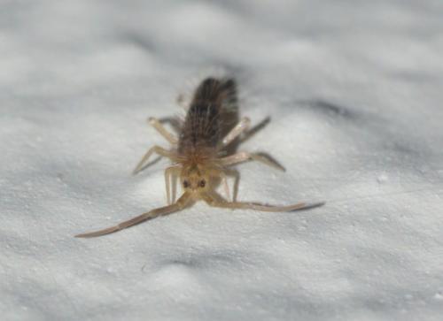 Réf. 228 875 : Seira domestica
