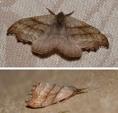 Réf. 228 355 : Falcaria lacertinaria