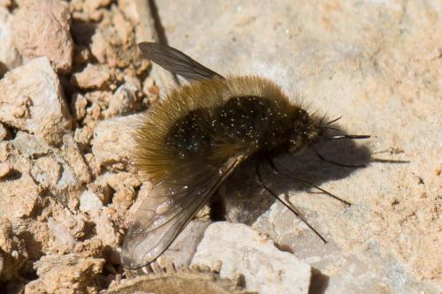 Réf. 228 082 : Bombylius sp.