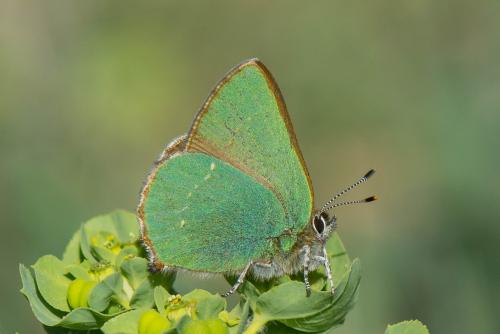 Réf. 228 413 : Callophrys rubi