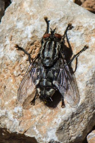 Sarcophaga sp.
