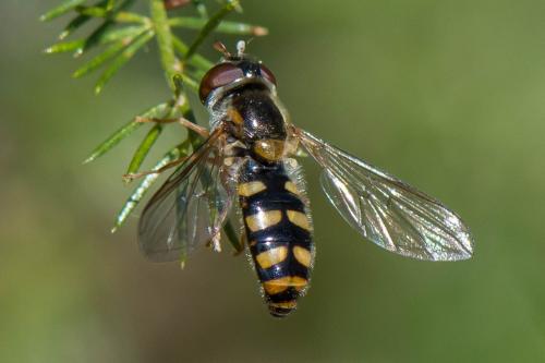 Epistrophella euchroma