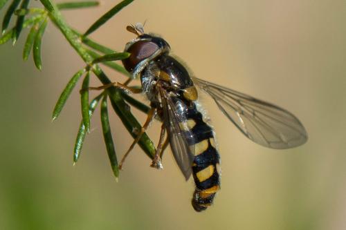 Epistrophella euchroma