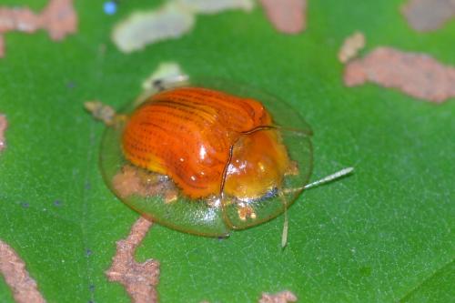 Cassidinae