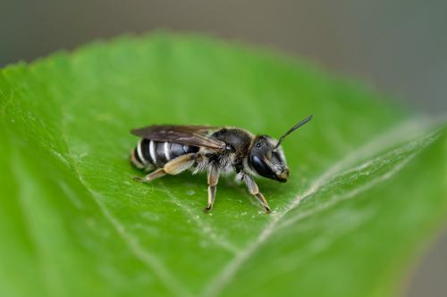 Andrena sp.