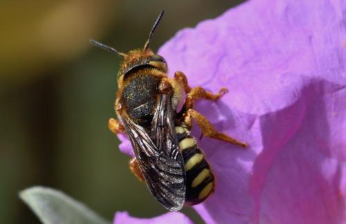 Réf. 228 021 : Rhodanthidium septemdentatum