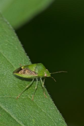 Réf. 228 229 : Plautia sp.