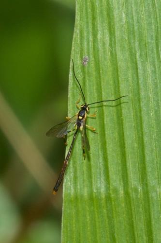 Réf. 228 035 : Anomaloninae inconnu